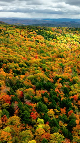 Aerial landscape of rolling hills covered in vibrant autumn foliage. Trees in shades of red, orange, yellow, and green under a moody sky. Vertical video.