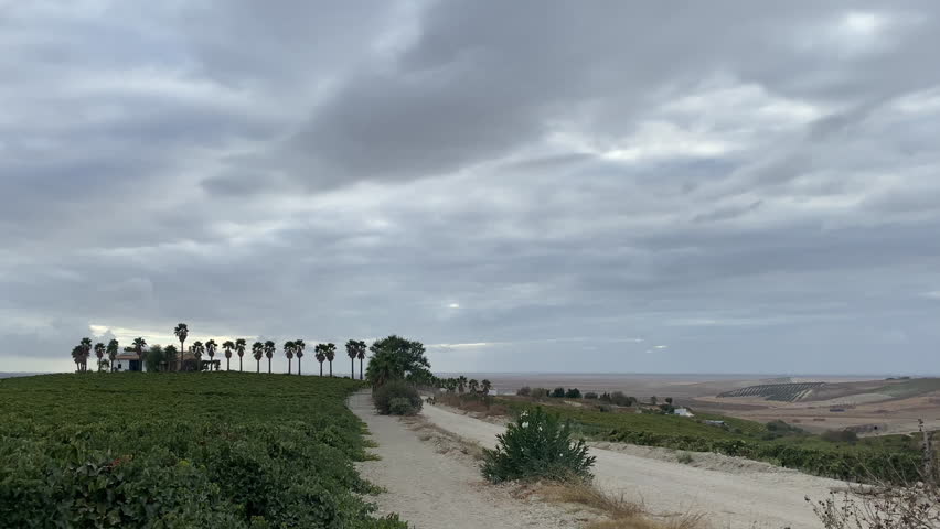 Rural landscape near Trebujena with a line of palm trees, a farmhouse and vineyard fields leading down toward the marshes under a heavy grey sky