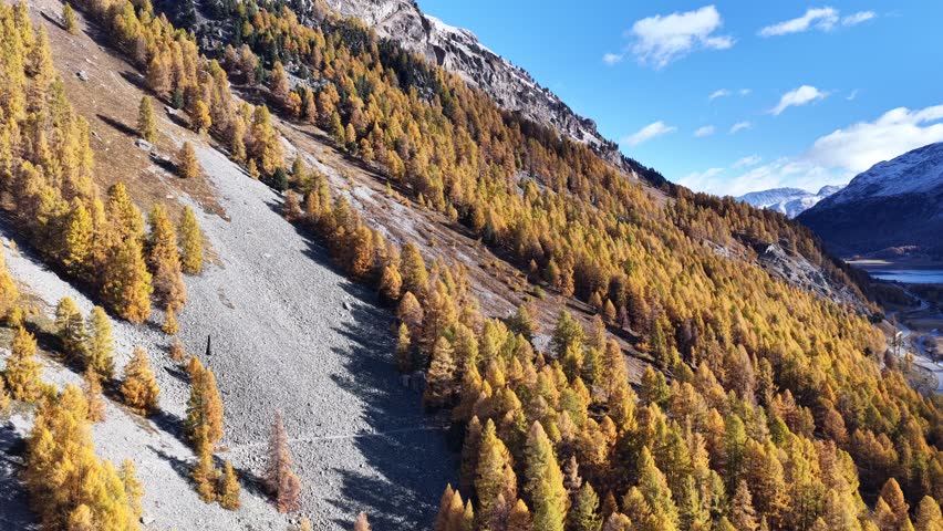 Engadin Switzerland with golden larch forest across steep mountain slope and fresh snow under bright daylight, drone view of nature.