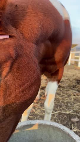 Funny Horse in shiny New Year