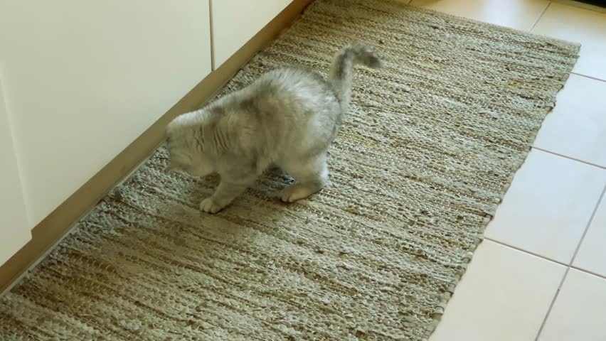  Watch a playful domestic cat in crisp 4K resolution as it intensely chases, pounces on, and plays with a colorful cat toy. This high-definition footage captures feline agility and natural hunting.