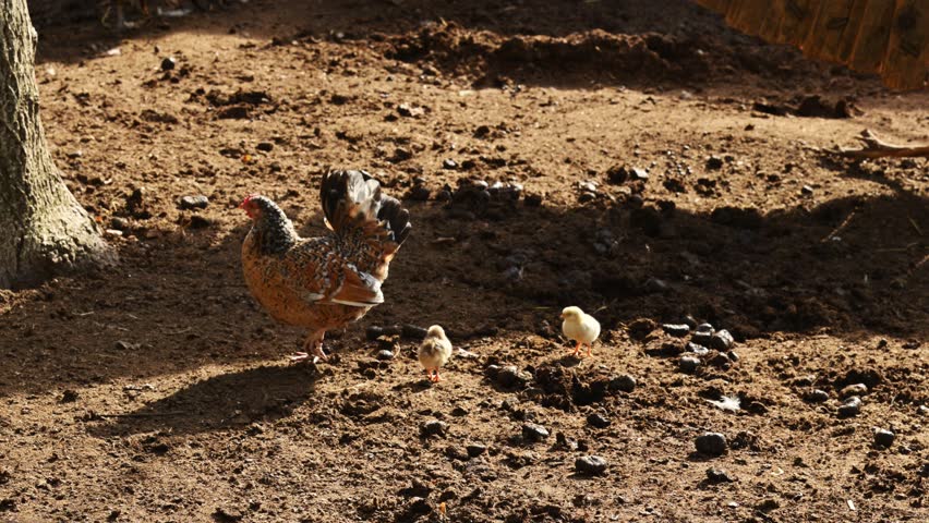 Mother hen caring for her baby chicks in rural farmyard setting with natural light. 4K with selective focus.