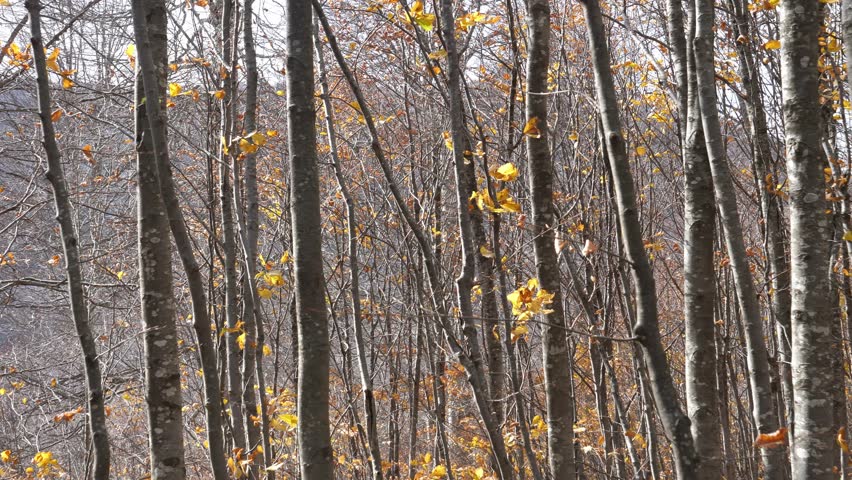 Panoramic view of a forest of deciduous trees and shrubs in autumn.