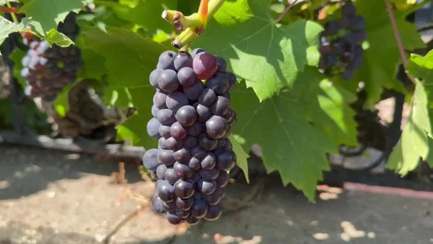 Bunches of ripe grape hanging on the branches