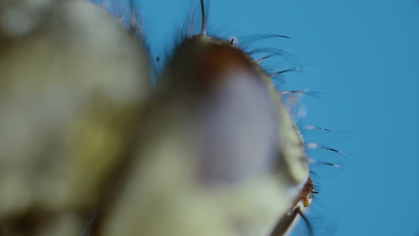 Dead dusty housefly head under microscope