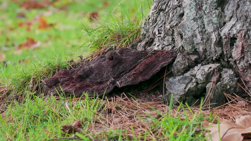 Lacquered Bracket Fungi on a Tree