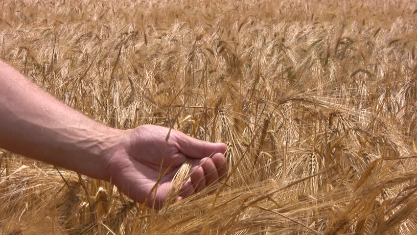 Men's hand agronomist examines crop of rye. Field. Sunlight. Ears tremble in the