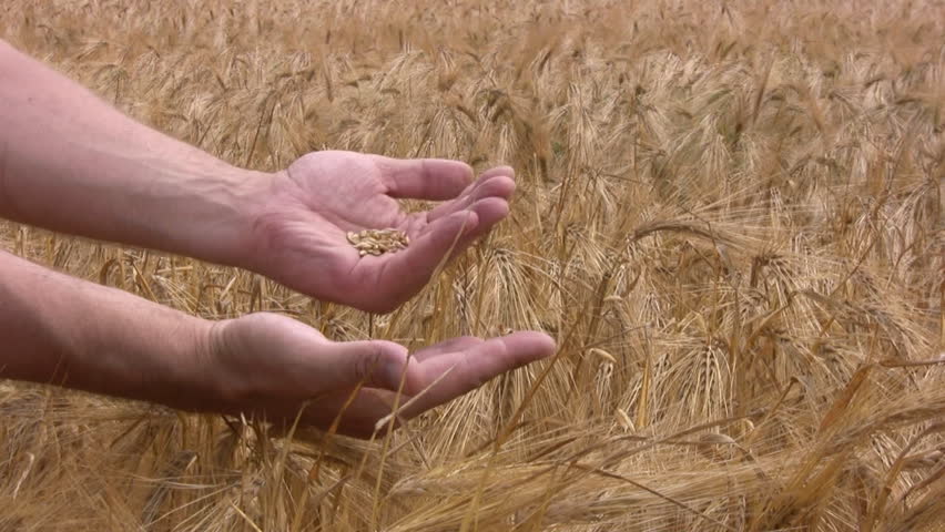 Men's hands agronomist inspect the quality of the crop in the rye field.
