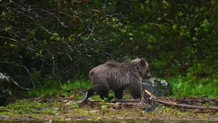 Grizzly Bear Cub Exploring Stream in British Columbia