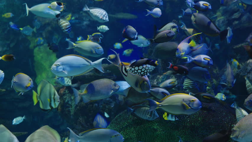 Group of tropical fish of various colors and patterns swimming together near coral reef in clear blue water. High quality 4k footage