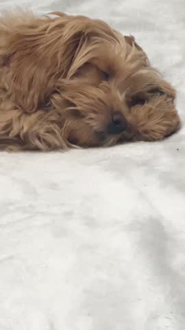 Peaceful sleeping puppy resting on soft white blanket in cozy time captured with gentle pure warm