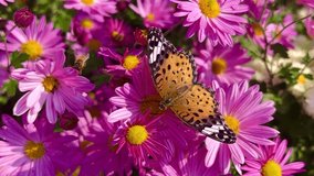 Close-Up Video of Comma Butterfly Among Vibrant Pink Daisies - Powered by Shutterstock - Get 15% off with code: PIKWIZARD15