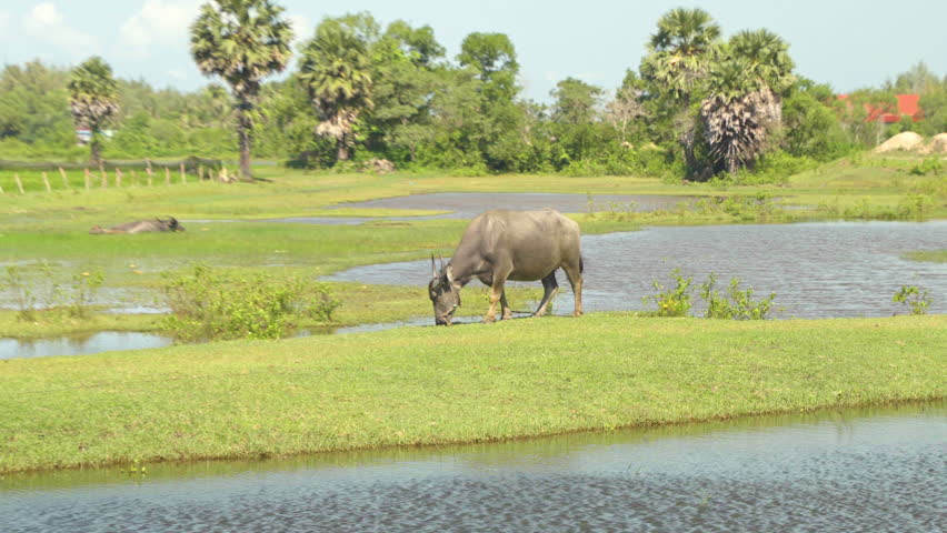 Kampot, Cambodia - July 28, 2025: Water buffalo in a field.