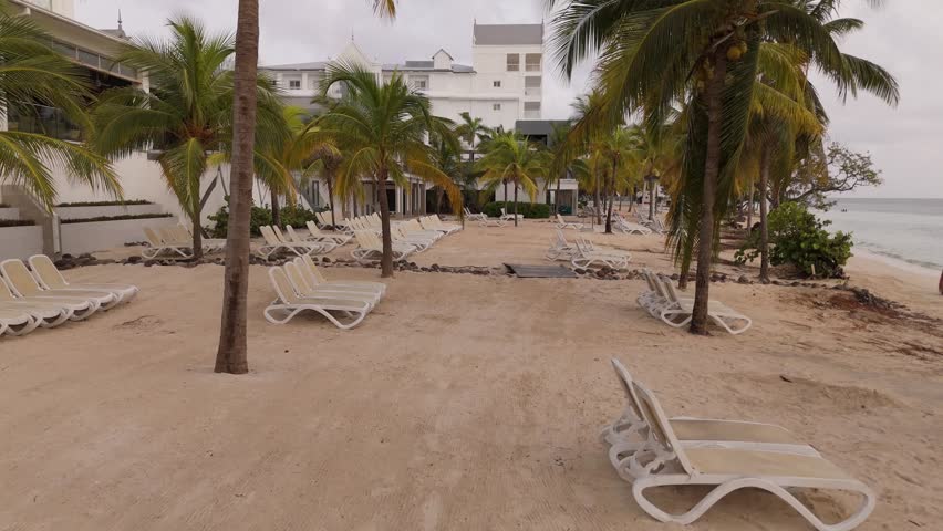 Coconut Trees On Beach In Jamaica