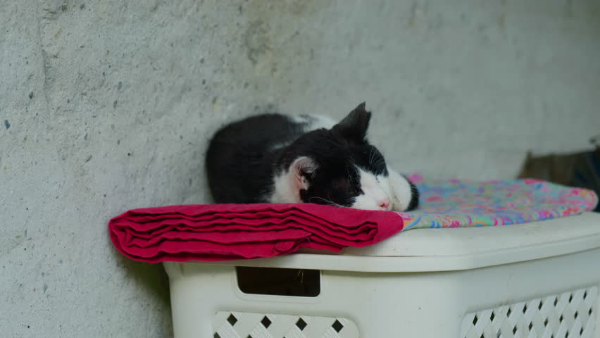 Detail shot of a black and white cat sleeping on a laundry basket with a red blanket near a wall, capturing cozy and relaxed feline behavior.