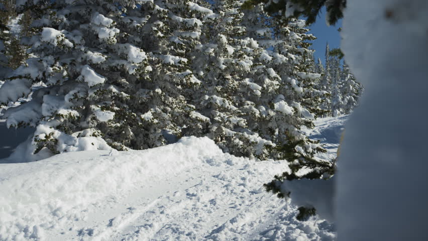 Snowboarder rides and jumps offpiste between pine trees. Backcountry at ski resort video 120p