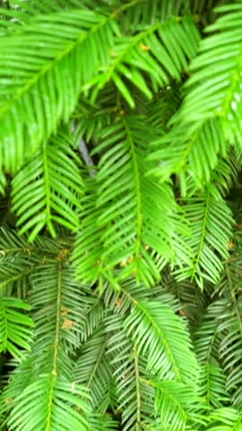 Close-up view of vibrant green leaves in a lush forest setting during a sunny afternoon