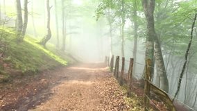 Misty forest trail with a dirt path surrounded by trees and wooden fence posts. A calm, mysterious atmosphere along a foggy woodland route. - Powered by Shutterstock - Get 15% off with code: PIKWIZARD15