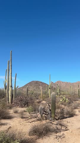 Panning across the desert landscape of Saguaro National Park