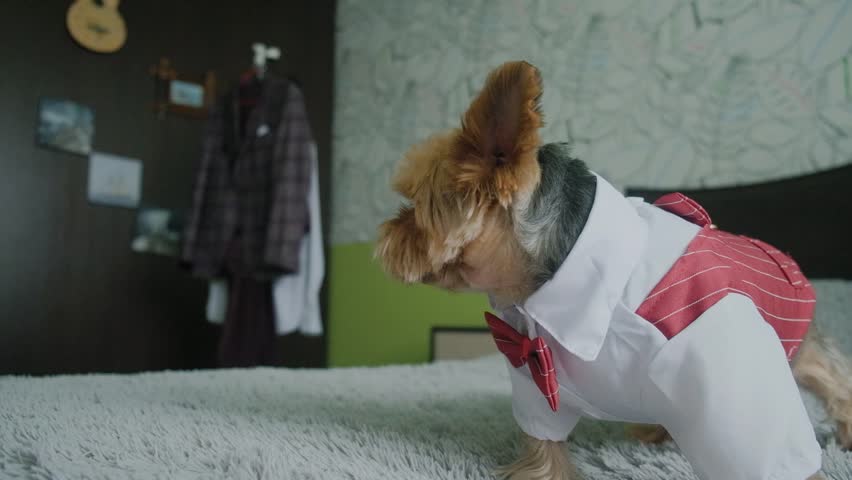 A beautiful dog in a jacket with a bow tie on the bed