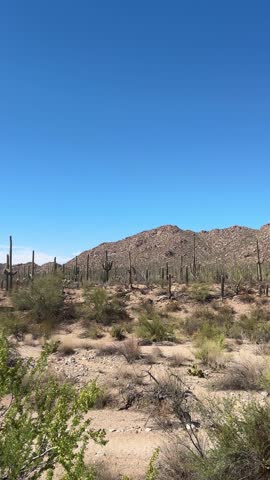 Panning across saguaro cactus forest in Arizona, USA