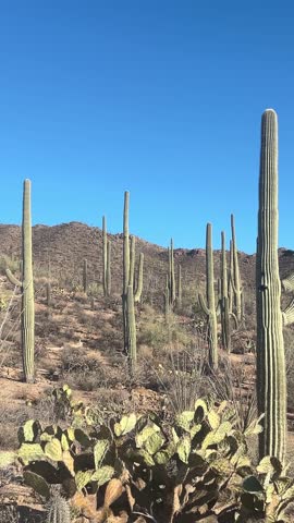 Driving through a saguaro cactus forest in Arizona, USA