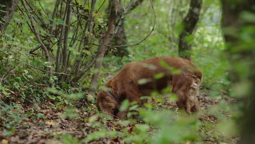Dog Exploring the Quiet Forest Floor in Early Autumn
