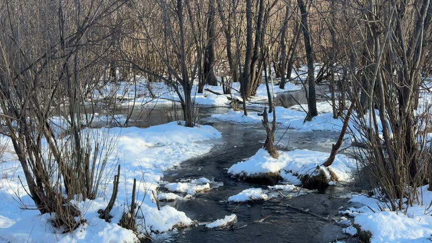 river in the forest in winter
