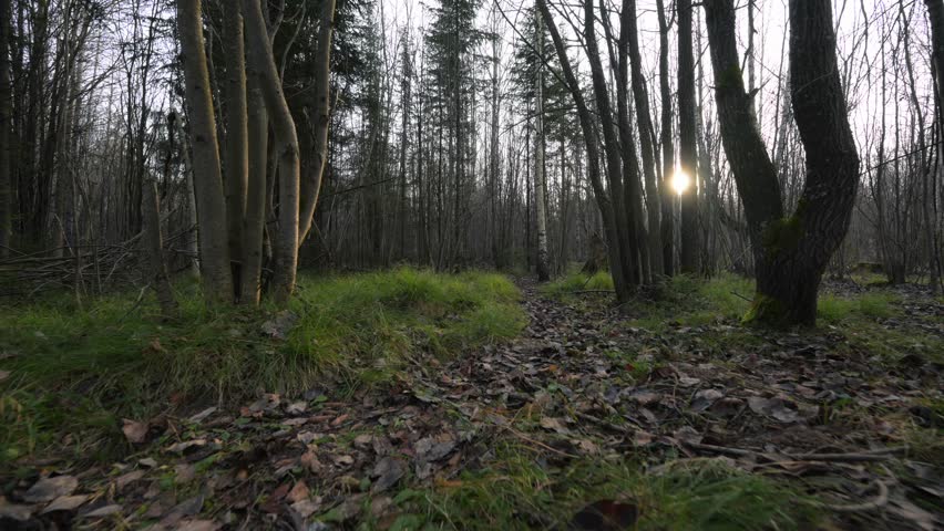 Autumn forest with fallen yellow leaves on the ground