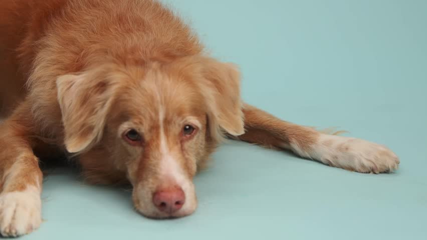 A centered golden dog gazes forward with both legs extended on a seamless floor.