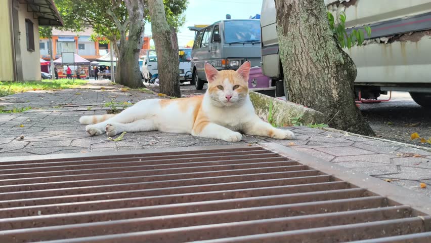 Cute orange cat lying on the floor close up