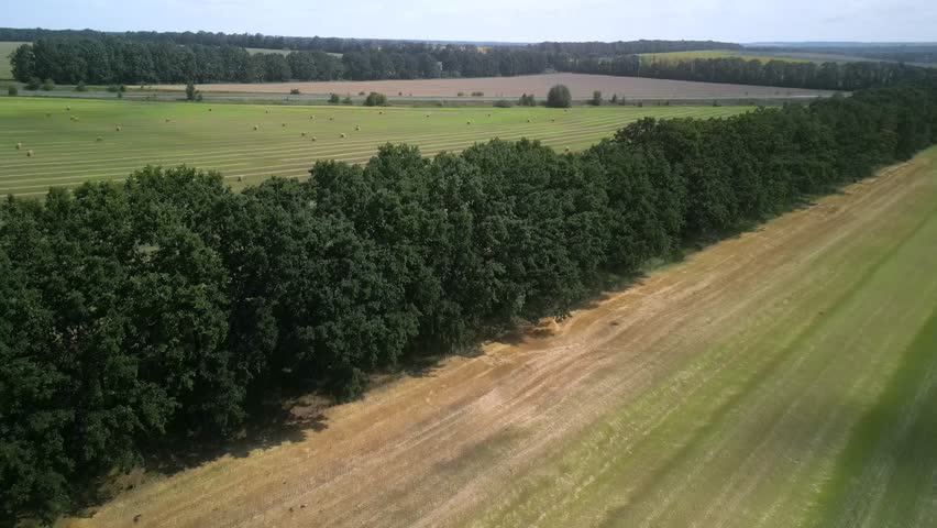 Freshly Baled Hay Rolls on Green Field in Summer