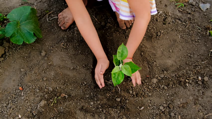 A child plants a tree in the garden. Selective focus.