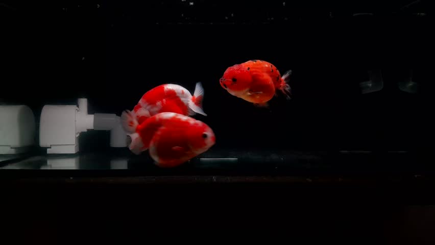 Ranchu goldfish. Sakura and tricolour ranchu goldfish in aquarium on black background