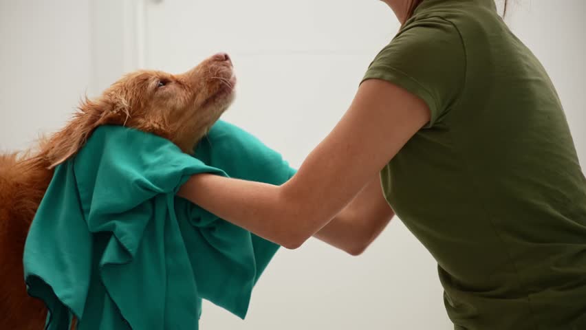 The retriever is calmly standing while being dried.