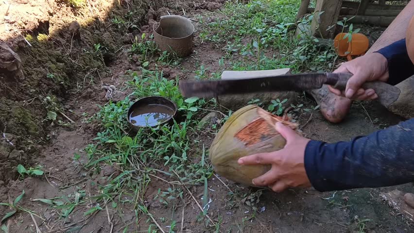 Close-up action of a farmer's hands using a large knife (machete) to expertly split a coconut. Traditional tropical skill highlighting manual labor and fresh food preparation.