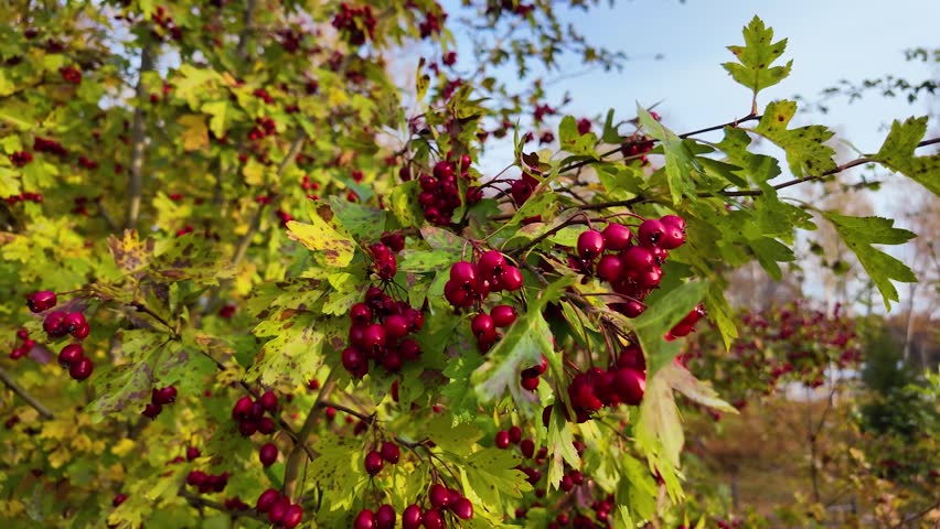 Red berries on the tree. Autumn, park, slowmotion