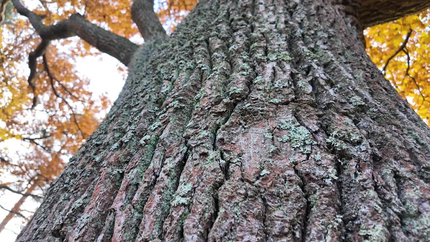 The tops of large trees in the autumn park. Slowmotion