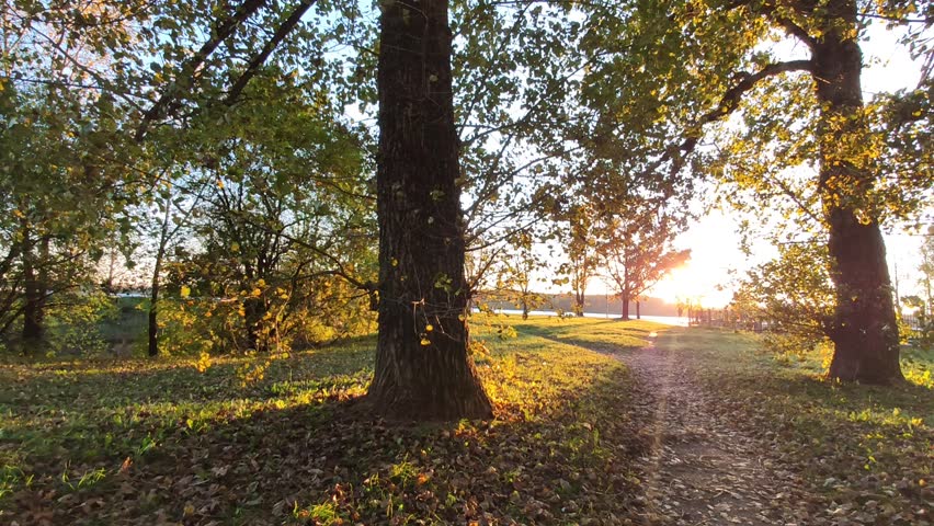 Trees and footpath in a golden sunset light in a fall season. 