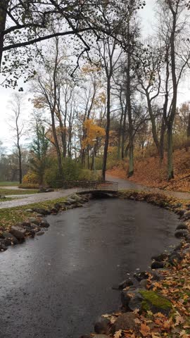 Colorful foliage surrounds the pond in a quiet park setting. The moment conveys peace, clarity, and nature’s slow rhythm.
