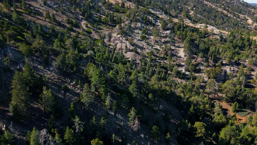 Aerial View of Mountain Forest Slope in Big Bear Lake