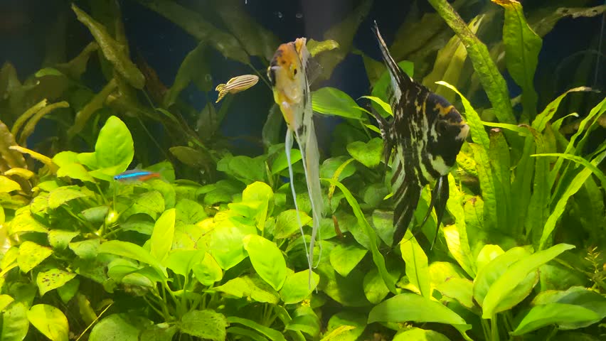 A Lovely Couple of Angelfish (Pterophyllum scalare) Swimming in a Tropical Community Aquarium 