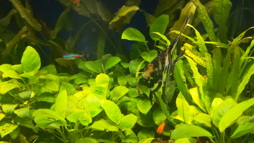 Slowly swimming black-n-white striped Angelfish (Pterophyllum scalare) meets golden marbled veiltail fish in a tropical planted aquarium