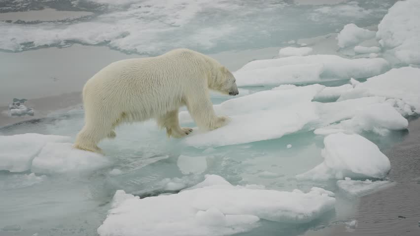 Polar bear navigating fragile sea ice floes in a cold frozen seascape, stepping between melting snow and open water amid thawing habitat challenges