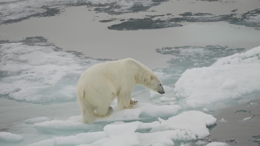 Solitary polar bear navigating fragmented sea ice and waters, showcasing a harsh polar environment, fragile habitat, and the challenges of survival amid melting floes