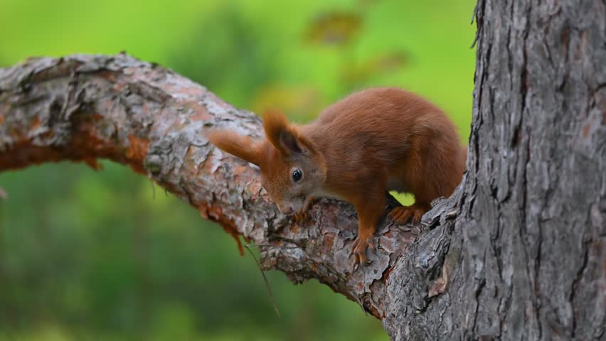 Eurasian Red Squirrel Descending a Pine Tree