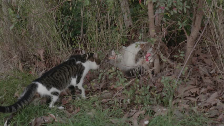 Two Street Cats Chasing Each Other as One Stops and Watches Behind