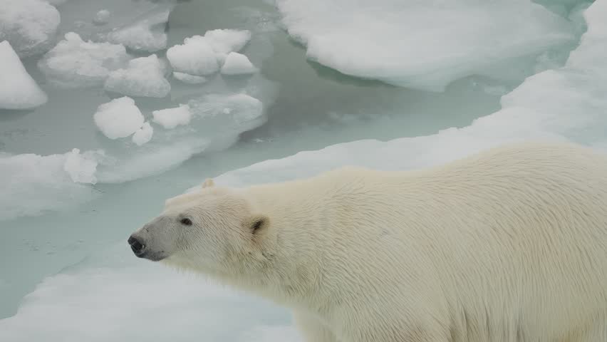 Majestic polar bear traversing fragmented sea ice floes in a frozen seascape, showcasing powerful build, thick white fur, and alert gaze amid melting pack ice and frigid waters.