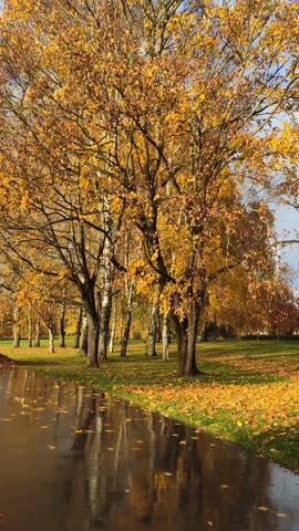 Trees with golden leaves stand over puddles and damp ground. The scene captures freshness, calm, and seasonal transition.