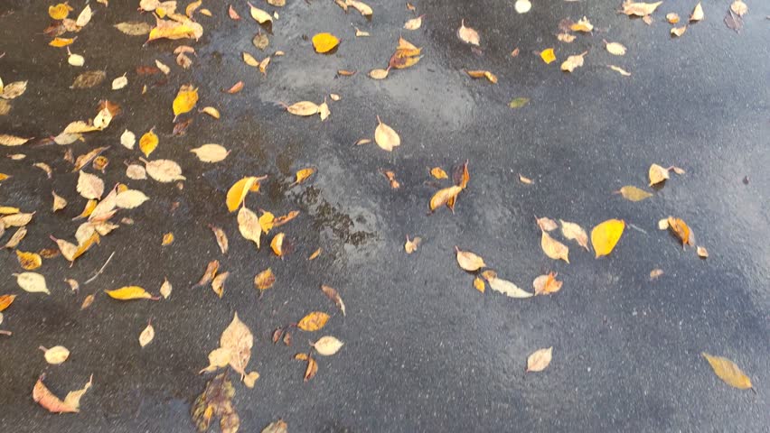 Yellow leaves scattered on the path in an autumn park. 